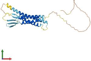 AlphaFold protein structure predicition of Human Recombinant CLDN18 Protein, UniprotID P56856 (Claudin 18 Protein (CLDN18) (AA 1-261) (His tag))