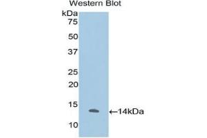 Detection of Recombinant IL33, Human using Polyclonal Antibody to Interleukin 33 (IL33) (IL-33 antibody)