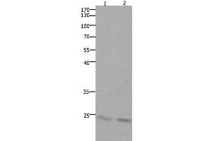 Western Blot analysis of Mouse lung and brain tissue using HMGB3 Polyclonal Antibody at dilution of 1:700 (HMGB3 antibody)