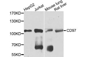 Western blot analysis of extracts of various cell lines, using CD97 antibody (ABIN5971965) at 1/1000 dilution. (CD97 antibody)