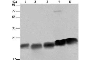 Western Blot analysis of K562, Hela and Jurkat cell, Mouse heart and spleen tissue using NDUFS8 Polyclonal Antibody at dilution of 1:250 (NDUFS8 antibody)