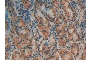 Detection of ANXA4 in Human Stomach Tissue using Polyclonal Antibody to Annexin A4 (ANXA4) (Annexin IV antibody  (AA 11-164))