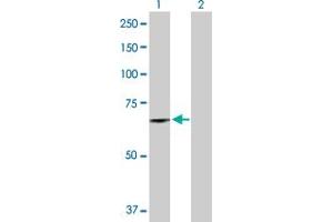 Western Blot analysis of DDX56 expression in transfected 293T cell line by DDX56 MaxPab polyclonal antibody. (DDX56 antibody  (AA 1-547))