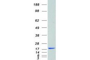 Validation with Western Blot