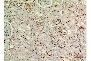 Immunohistochemistry (IHC) analysis of paraffin-embedded Human Kidney, antibody was diluted at 1:100. (MORG1 antibody  (Internal Region))