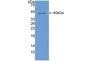 CXCL1 antibody  (AA 35-107)