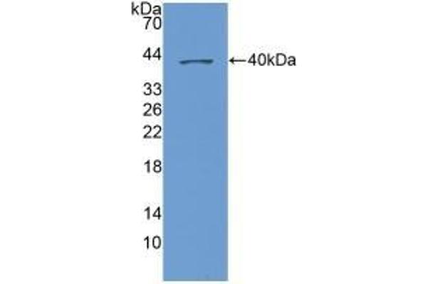 CXCL1 antibody  (AA 35-107)