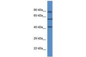 Image no. 1 for anti-Mitogen-Activated Protein Kinase 12 (MAPK12) (AA 289-338) antibody (ABIN6746453) (MAPK12 antibody  (AA 289-338))