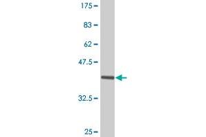 Western Blot detection against Immunogen (39. (FABP1 antibody  (AA 1-127))