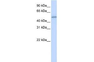 WB Suggested Anti-ZNF701 Antibody Titration:  0. (ZNF701 antibody  (Middle Region))