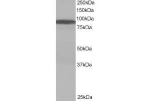 Western Blotting (WB) image for anti-Vacuolar Protein Sorting 35 (VPS35) (C-Term) antibody (ABIN2466441) (VPS35 antibody  (C-Term))