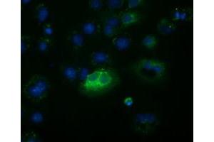 Anti-FSHB mouse monoclonal antibody (ABIN2453052) immunofluorescent staining of COS7 cells transiently transfected by pCMV6-ENTRY FSHB (RC214616). (FSHB antibody)