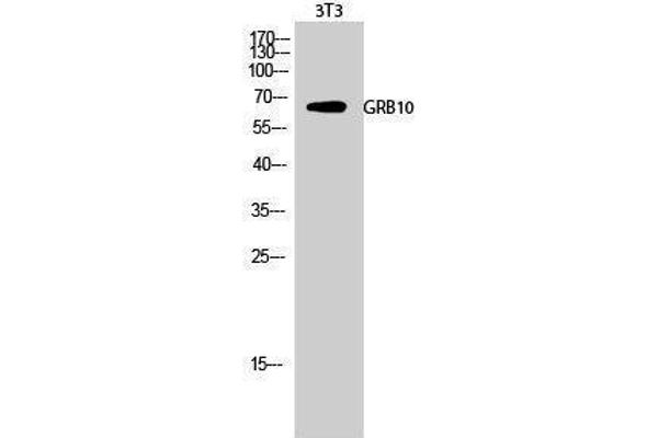 GRB10 antibody  (Ser428)