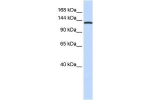 Western Blotting (WB) image for anti-Valyl-tRNA Synthetase (VARS) antibody (ABIN2458990) (VARS antibody)