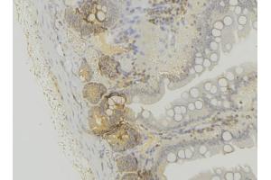 ABIN6279650 at 1/100 staining Mouse colon tissue by IHC-P. (PEX6 antibody  (C-Term))