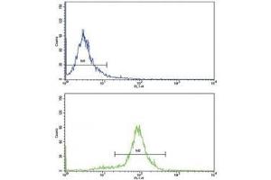 Flow cytometric analysis of HeLa cells using CCL2 antibody (bottom histogram) compared to a negative control (top histogram). (CCL2 antibody  (AA 62-89))