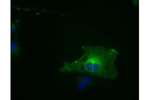 Image no. 11 for anti-Budding Uninhibited By Benzimidazoles 1 Homolog beta (Yeast) (BUB1B) antibody (ABIN1496995) (BUB1B antibody)