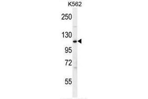CFH Antibody (Center) western blot analysis in K562 cell line lysates (35µg/lane). (Complement Factor H antibody  (Middle Region))