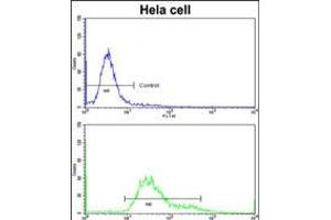 Flow cytometric analysis of hela cells using (bottom histogram) compared to a negative control cell (top histogram)FITC-conjugated goat-anti-rabbit secondary antibodies were used for the analysis. (PDIA6 antibody  (AA 236-264))