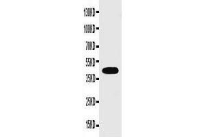 Anti-Connexin 43/GJA1 antibody, Western blottingWB: Rat Heart Tissue Lysate (Connexin 43/GJA1 antibody  (C-Term))