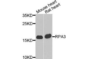 Western blot analysis of extracts of mouse heart and rat heart cells, using RPA3 antibody. (RPA3 antibody)