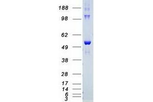 Validation with Western Blot (AKT2 Protein (Myc-DYKDDDDK Tag))