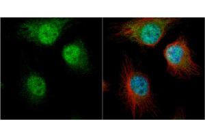 ICC/IF Image AUF1 antibody [N1C1] detects AUF1 protein at cytoplasm and nucleus by immunofluorescent analysis.