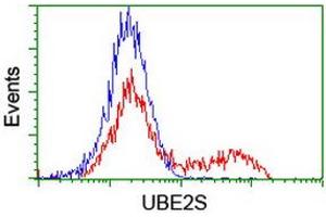 Image no. 1 for anti-Ubiquitin-Conjugating Enzyme E2S (UBE2S) antibody (ABIN1501644) (UBE2S antibody)