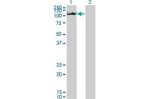 Western Blot analysis of NLRP3 expression in transfected 293T cell line by NLRP3 monoclonal antibody (M01), clone 3B1.