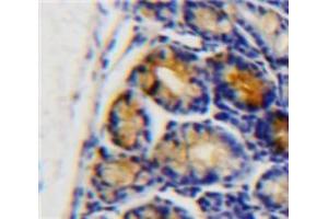 IHC-P analysis of Intestine tissue, with DAB staining. (APOC3 antibody  (AA 21-99))