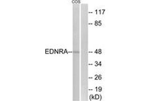 Western blot analysis of extracts from COS7 cells, using EDNRA Antibody. (Endothelin-1 Receptor antibody  (AA 378-427))