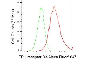anti-EPH Receptor B3 (EPHB3) antibody