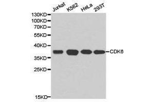 Western Blotting (WB) image for anti-Cyclin-Dependent Kinase 6 (CDK6) antibody (ABIN1871736) (CDK6 antibody)