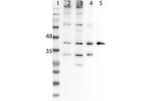 Western Blot of Rabbit Anti-Six3 Antibody. (SIX3 antibody  (Internal Region))
