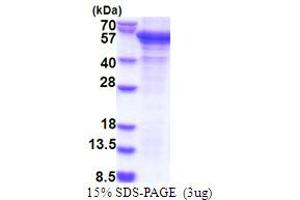 SDS-PAGE (SDS) image for PCI Domain Containing 2 (PCID2) (AA 80-399) protein (His tag) (ABIN5853867) (PCID2 Protein (AA 80-399) (His tag))