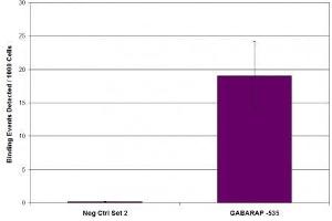 MITF antibody (mAb) tested by ChIP. (MITF antibody  (N-Term))
