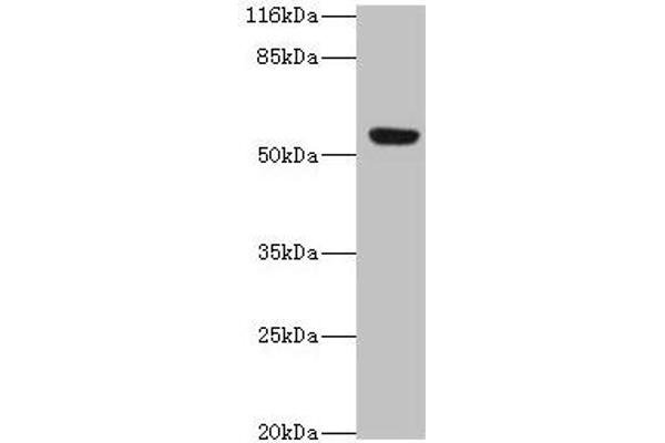 LILRA2 antibody  (AA 9-275)
