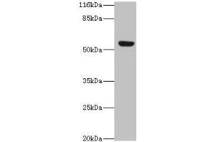 Western blot All lanes: LILRA2 antibody at 4 μg/mL + A549 whole cell lysate Secondary Goat polyclonal to rabbit IgG at 1/10000 dilution Predicted band size: 53, 52, 47, 49 kDa Observed band size: 53 kDa (LILRA2 antibody  (AA 9-275))