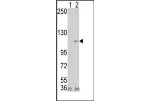 Image no. 1 for anti-Lysine (K)-Specific Demethylase 1A (KDM1A) (Middle Region) antibody (ABIN356729)