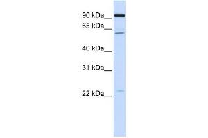 Western Blotting (WB) image for anti-Cell Division Cycle 45 Homolog (S. Cerevisiae) (CDC45) antibody (ABIN2459485) (CDC45 antibody)