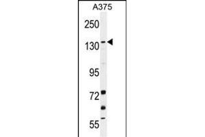 JMJD2B Antibody (N-term) (ABIN655890 and ABIN2845291) western blot analysis in  cell line lysates (35 μg/lane). (KDM4B antibody  (N-Term))