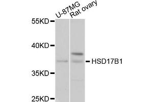 Western blot analysis of extracts of various cell lines, using HSD17B1 antibody (ABIN4903967) at 1:1000 dilution. (HSD17B1 antibody)
