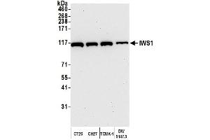 Western Blotting (WB) image for anti-IWS1 Homolog (IWS1) (AA 1-50) antibody (ABIN7449756) (IWS1 antibody  (AA 1-50))
