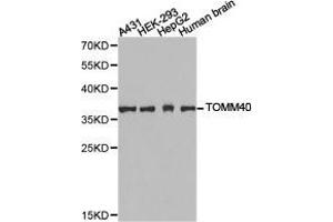 Western Blotting (WB) image for anti-Translocase of Outer Mitochondrial Membrane 40 Homolog (TOMM40) antibody (ABIN1875158)