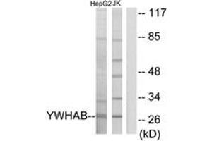 Western Blotting (WB) image for anti-14-3-3 alpha + beta (YWHAB) (AA 41-90) antibody (ABIN2889837) (YWHAB antibody  (AA 41-90))