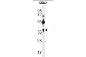 GEA12 Antibody (S96) (ABIN390104 and ABIN2840616) western blot analysis in K562 cell line lysates (35 μg/lane). (MAGEA12 antibody  (N-Term))