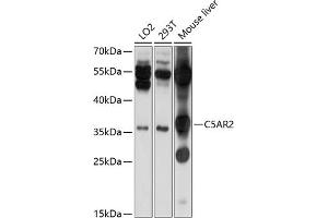 Western blot analysis of extracts of various cell lines, using C5 antibody (ABIN6127281, ABIN6137779, ABIN6137780 and ABIN6214892) at 1:1000 dilution. (GPR77 antibody  (AA 258-337))