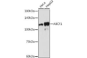 Western blot analysis of extracts of various cell lines, using  Rabbit mAb (ABIN7265740) at 1:1000 dilution. (ABCF1 antibody)