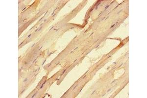 Immunohistochemistry of paraffin-embedded human skeletal muscle tissue using ABIN7168986 at dilution of 1:100 (STK25 antibody  (AA 1-426))