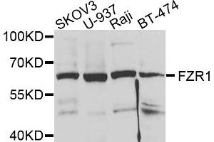 Western blot analysis of extracts of various cell lines, using FZR1 antibody. (FZR1 antibody)